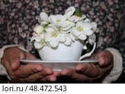 Чашка с цветами яблони в женских руках. Стоковое фото, фотограф Елена Кочкина / Фотобанк Лори