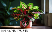 patterns calathea plant ai generated. Стоковое AI-изображение, AI-художник Vectorwin / Фотобанк Лори