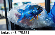 vibrant fish in bag ai generated. Стоковое AI-изображение, AI-художник Vectorwin / Фотобанк Лори