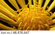intricate yellow tiger paw ai generated. Стоковое AI-изображение, AI-художник Vectorwin / Фотобанк Лори