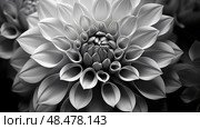 photography shades of gray ai generated. Стоковое AI-изображение, AI-художник Vectorwin / Фотобанк Лори