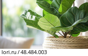 pothos trendy plants ai generated. Стоковое AI-изображение, AI-художник Vectorwin / Фотобанк Лори