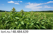 monarchs milkweed plant ai generated. Стоковое AI-изображение, AI-художник Vectorwin / Фотобанк Лори