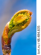 Молодая гроздь рябины. (Sorbus aucuparia) Стоковое фото, фотограф Вадим Галкин / Фотобанк Лори