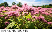 seed castor oil plant ai generated. Стоковое AI-изображение, AI-художник Vectorwin / Фотобанк Лори