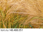 Golden triticale ear close-up in the field. Стоковое фото, фотограф Ольга Сейфутдинова / Фотобанк Лори