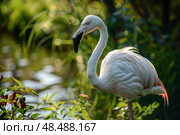 Chilean flamingo standing gracefully in lush green habitat. Стоковое AI-изображение, AI-художник Иван Рябоконь / Фотобанк Лори