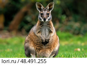 Swamp wallaby sitting in green grass and staring at viewer. Стоковое AI-изображение, AI-художник Иван Рябоконь / Фотобанк Лори