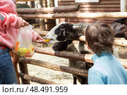 Feeding sheep on the farm. Стоковое фото, фотограф Юлия Бабкина / Фотобанк Лори