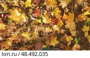 autumn leaves on the ground, a man walks through the leaves, autumn background. Стоковое видео, видеограф Есич Елена / Фотобанк Лори