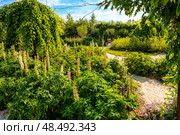 Garden landscape with a flower bed of lupine flowers. Стоковое фото, фотограф Владимир Ушаров / Фотобанк Лори