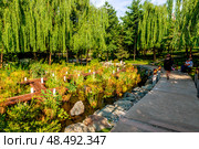 Landscape with decorative water plants in the Japanese garden in Galitsky Park in Krasnodar. Стоковое фото, фотограф Владимир Ушаров / Фотобанк Лори