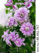 Flowering plant of clematis variety Josephine. Delicate terry large pink flowers in the light of sunset. Стоковое фото, фотограф Оксана Медведева / Фотобанк Лори
