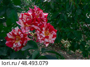 Floribunda rose with variegated pink petals with white dashes. Rose variety Ottavio Missoni, Satin. Стоковое фото, фотограф Оксана Медведева / Фотобанк Лори