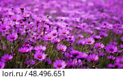 iris purple flowers ai generated. Стоковое AI-изображение, AI-художник Vectorwin / Фотобанк Лори