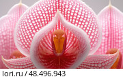 photography pink ladys slipper ai generated. Стоковое AI-изображение, AI-художник Vectorwin / Фотобанк Лори