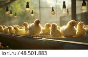 pen hatchery chicken farm ai generated. Стоковое AI-изображение, AI-художник Vectorwin / Фотобанк Лори