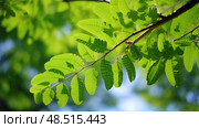 feathery honey locust tree ai generated. Стоковое AI-изображение, AI-художник Vectorwin / Фотобанк Лори