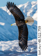 A bald eagle soars gracefully above a mountain blanketed in snow, showcasing its impressive wingspan against the wintry landscape. Стоковое AI-изображение, AI-художник Данила Большаков / Фотобанк Лори