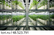propagation plant test tube ai generated. Стоковое AI-изображение, AI-художник Vectorwin / Фотобанк Лори