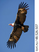 A California condor spreads its massive wings, catching the thermals as it glides under the midday sun. Стоковое AI-изображение, AI-художник Данила Большаков / Фотобанк Лори