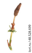 Strobilus called cones of young horsetail (Equisetum) sprig Isolated on white background, cutout ready high resolution image. Стоковое фото, фотограф Елена  Попкова / Фотобанк Лори