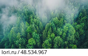 Misty emerald canopy covers a dense, coniferous forest. Aerial views showcase the tranquil and scenic wilderness. Стоковое AI-видео, аниматор Данила Большаков / Фотобанк Лори