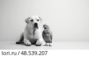 penguin black and white animals ai generated. Стоковое AI-изображение, AI-художник Vectorwin / Фотобанк Лори