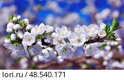 A branch of white flowers with dew drops on them. Стоковое AI-изображение, AI-художник Ярославский Максим / Фотобанк Лори