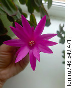Vibrant Magenta Christmas Cactus Flower in Macro Style in Magenta and Green Hues representing Holiday Beauty held in Hand with Soft Focus Background. Стоковое фото, фотограф Елена Высокова / Фотобанк Лори