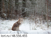 Landscape with a cute dog in the winter forest sitting in the snow in a snowfall. Стоковое фото, фотограф Яна Королёва / Фотобанк Лори