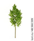 Delicate chervil (Anthriscus cerefolium) sprig Isolated on white background, cutout ready. Стоковое фото, фотограф Елена  Попкова / Фотобанк Лори
