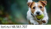 Dog Playing Fetch in a Green Park During Golden Hour. Стоковое AI-изображение, AI-художник Юлия Гапеенко / Фотобанк Лори