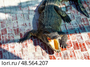 Crocodile Basking on a Sunlit Red Brick Surface in a Natural Outdoor Setting. Стоковое фото, фотограф Aleksandr Golubev / Фотобанк Лори
