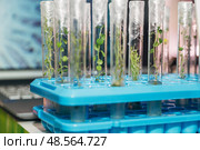 in vitro collection of transgenic potato plant and original varieties. tissue culture laboratory. Стоковое фото, фотограф Ольга Сейфутдинова / Фотобанк Лори