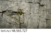 weathered gray background texture ai generated. Стоковое AI-изображение, AI-художник Vectorwin / Фотобанк Лори