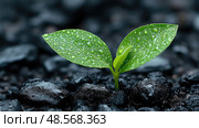 A fresh green sprout with droplets of water rises from rich, dark soil, highlighting the essence of new beginnings and growth in a natural setting. Стоковое AI-изображение, AI-художник Данила Большаков / Фотобанк Лори