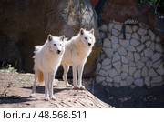 Два арктических волка (Canislupus arctos) стоят на краю утёса в государственном зоологическом парке удмуртии (ижевском зоопарке) (2021 год). Стоковое фото, фотограф Александр Ермулин / Фотобанк Лори