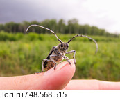 Серый жук усач (Cerambycidae) сидит на большом пальце женской руки. Стоковое фото, фотограф Александр Ермулин / Фотобанк Лори
