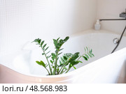 Zamioculcas zamiifolia houseplant it stands in bathroom for washing. Care of potted plants, watering, dusting, humidification. Стоковое фото, фотограф Ольга Симонова / Фотобанк Лори