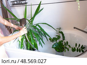 A woman in an apron washes the yucca, dracaena houseplant from the shower in the bathroom. Care of potted plants, watering, dusting, humidification. Стоковое фото, фотограф Ольга Симонова / Фотобанк Лори