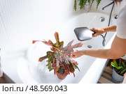 A woman in an apron washes the Croton Codium houseplant from the shower in the bathroom. Care of potted plants, watering, dusting, humidification. Стоковое фото, фотограф Ольга Симонова / Фотобанк Лори