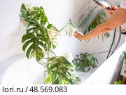 A woman in an apron washes the Monstera Alba variegata houseplant from the shower in the bathroom. Care of potted plants, watering, dusting, humidification. Стоковое фото, фотограф Ольга Симонова / Фотобанк Лори