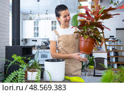 Repotting and caring home plant codium croton into new pot in home interior. Woman breeds and grows plants hobby, holds tropical plant with red leaves. Стоковое фото, фотограф Ольга Симонова / Фотобанк Лори
