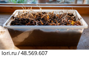 Close-up of natural, processed compost in a waste collection container with visible earthworms and waste residues. Стоковое AI-изображение, AI-художник ALLA YURTAYEVA / Фотобанк Лори