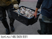 Fishermen carry a box of freshly caught red mullet. Стоковое фото, фотограф Екатерина Лызлова / Фотобанк Лори
