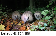 Three hedgehogs foraging together on a forest floor during a moonlit night in autumn. Стоковое AI-изображение, AI-художник Сергей Толмачёв / Фотобанк Лори