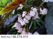 White-flowered Begonia thurstonii (family Begoniaceae) in Singapore. A rare color variant of this tropical ornamental plant, cultivated in botanical collections. Стоковое фото, фотограф Татьяна Терехина / Фотобанк Лори