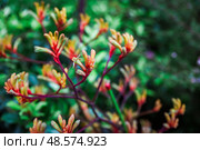 Close view of colorful Anigozanthos flavidus flowers showing orange green red tones. Tropical kangaroo paw plant in Singapore. Стоковое фото, фотограф Татьяна Терехина / Фотобанк Лори