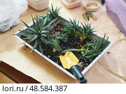Spring replanting of indoor flowers. Replanting of Haworthiopsis - Haworthia Fasciata or Zebra Aloe plant, separation of new shoots. Стоковое фото, фотограф Ирина Буракова / Фотобанк Лори